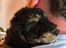 Gorgeous Cavapoo puppies