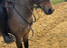 Beautiful Welsh A gelding 3 years old