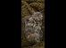 Ragdoll x kittens