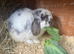 Handsome boy looking for loving home
