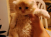 Exotic Persian girl and boy ready for rehoming