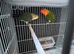 I have opline lovebird, very rare and very cheap ,