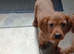 Beautiful Cockalier puppy's