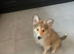 15 weeks old sable rough collie