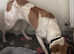 Avis... mixed breed shy girl.