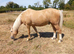 14.1hh palamino gelding