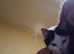 5 month male kitten