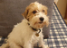 Rare Opportunity To Obtain Fully Trained Parson Terrier.