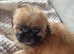 Shih Tzu girl