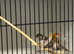 Orange Zebra Finches and split orange