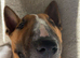 Rehome