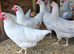 Green Egg Layers