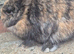Lionhead doe