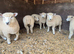 Ryeland x Romney Ewe Lambs x 5