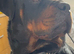 Stud full breed Rottweiler