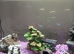 70litre Aquarium complete
