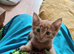 Ginger tabby kittens