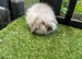 Seal point/frosty point mini lion lops