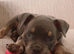 2 Beautiful American Pocket Bullys