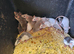 Male and female dumbo rats