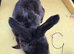 Plush mini lop