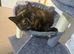 1 year old Tortoise shell femal