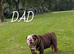 KC REGISTERED ENGLISH BULLDOG PUPPIES