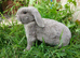 Plush lop and plush lop cross babies