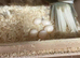 Breeding pair of birds