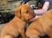 Labrador puppies for sale