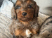 Cockapoo Puppies looking for there forever home
