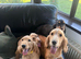 3 beautiful spaniel puppies