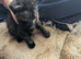 2 Black Tabby Kittens