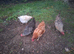 Hens looking for a home