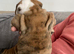 AMAZING CHUNKY BRITTISH BULLDOG PUPPIES