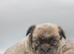 Kc reg Fluffy french bulldog puppies