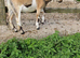 Anglo nubian/dwarf dairy billy goat.