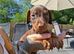 Beautiful family dobermanns *4 pups 1 girl 3 boys*