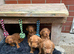 Hungarian wire haired Vizsla puppies