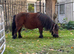 Miniature Shetland mare