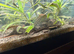 Sailfin Plecoa