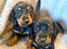 STUNNING MINIATURE SMOOCH HAIR DACHSHUND PUPPIES