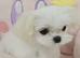 Teacup korean maltese pups