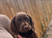 Cocker spaniel pups