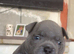 Pocket bully puppies Akbc registered
