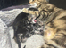 Bengal x kittens
