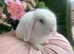 Mini lop