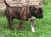 Am sell dog Boxer