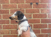 Jack Russell
