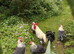 Silver Campine fertile eggs